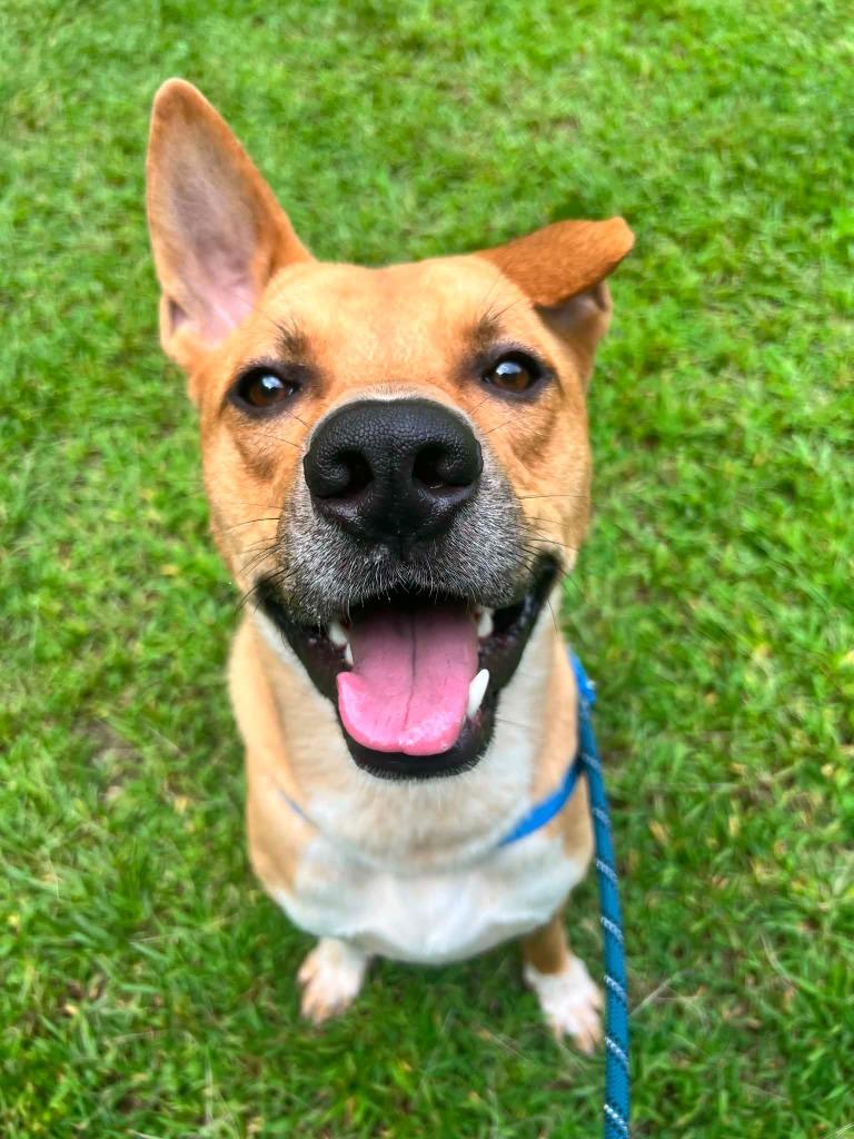 Larry, a Adoptable mixed breed in Raleigh, NC image 4/6