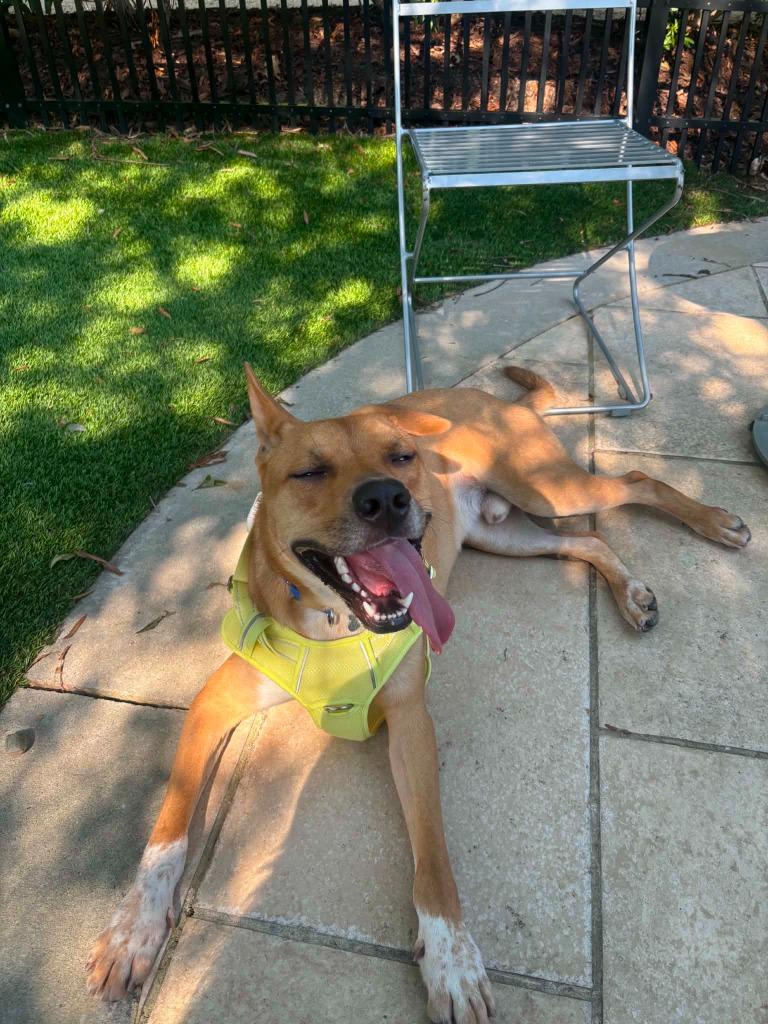 Larry, a Adoptable mixed breed in Raleigh, NC image 5/6