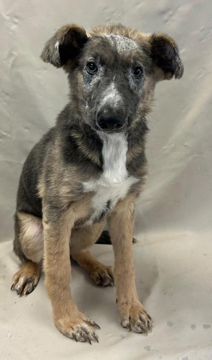 Aloysius, Adoptable, Puppy Male White German Shepherd & Mixed Breed.