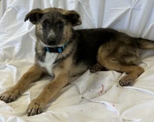 Enlarge Aloysius, a Adoptable mixed breed in West Memphis, AR image 1/3