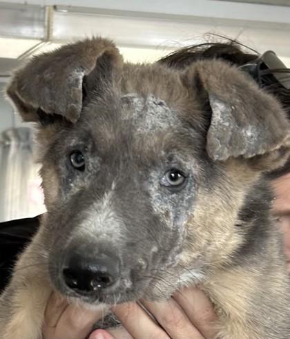 Enlarge Aloysius, a Adoptable mixed breed in West Memphis, AR image 2/3