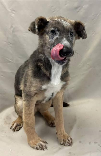 Aloysius, Adoptable, Puppy Male White German Shepherd & Mixed Breed.