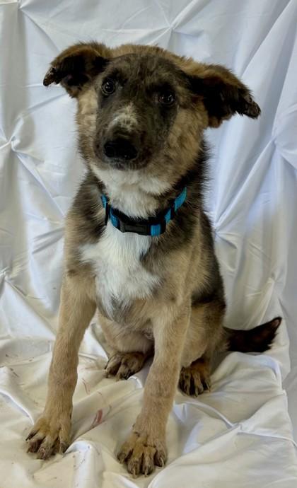 Enlarge Aloysius, a Adoptable mixed breed in West Memphis, AR image 3/3
