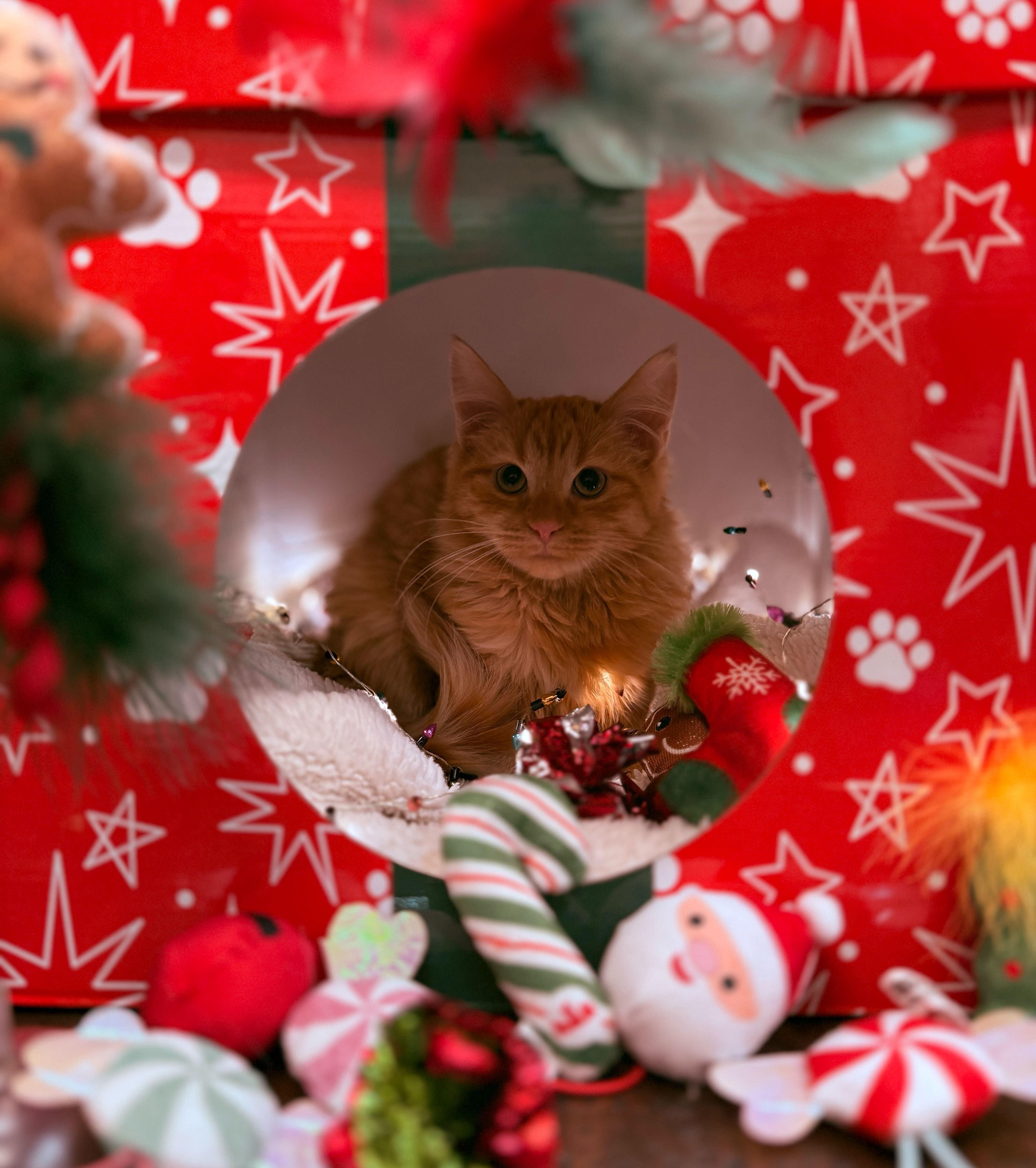 Enlarge Haystack, a Adoptable Domestic Long Hair in Ogden, UT image 1/2