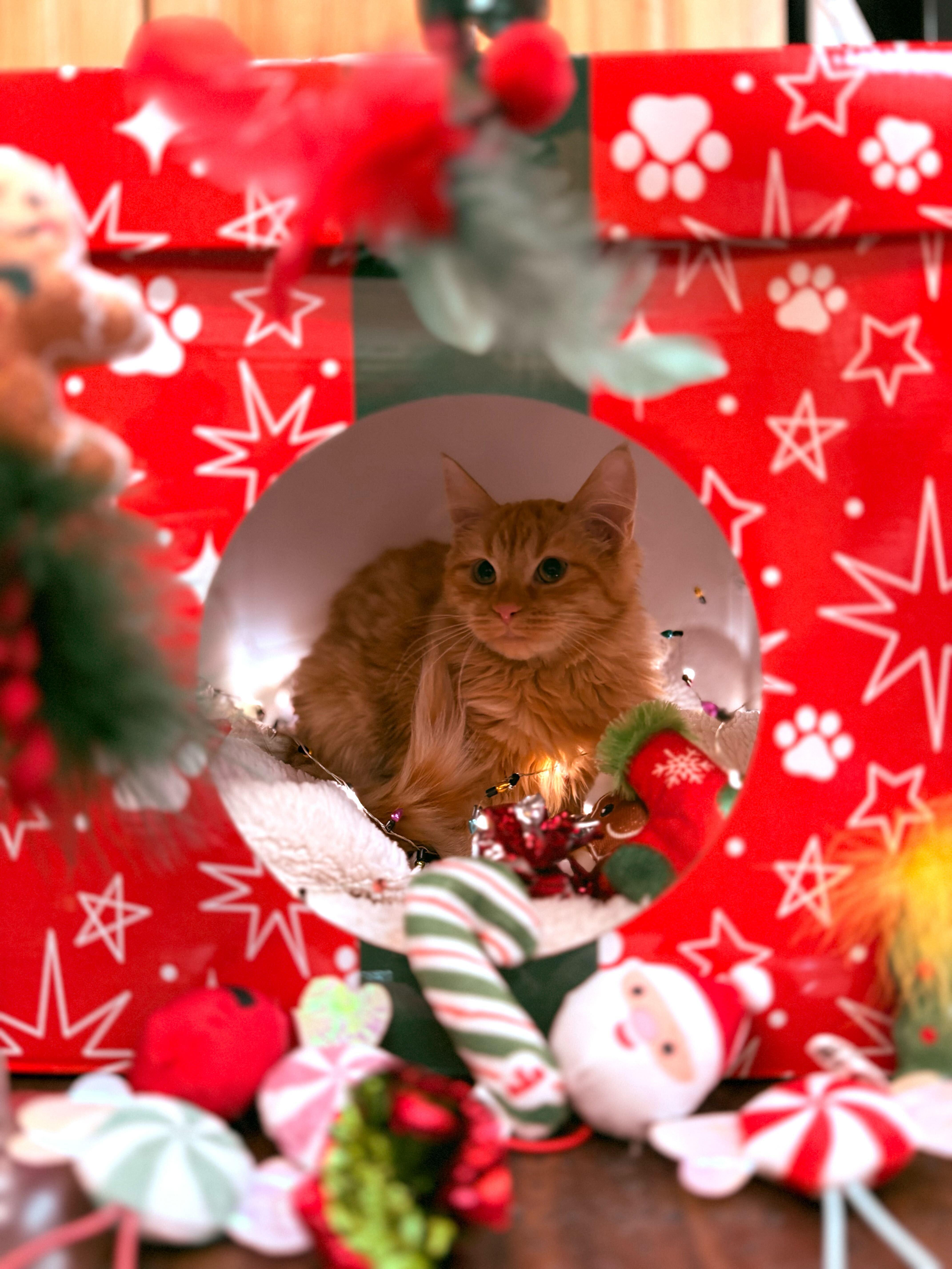 Enlarge Haystack, a Adoptable Domestic Long Hair in Ogden, UT image 2/2