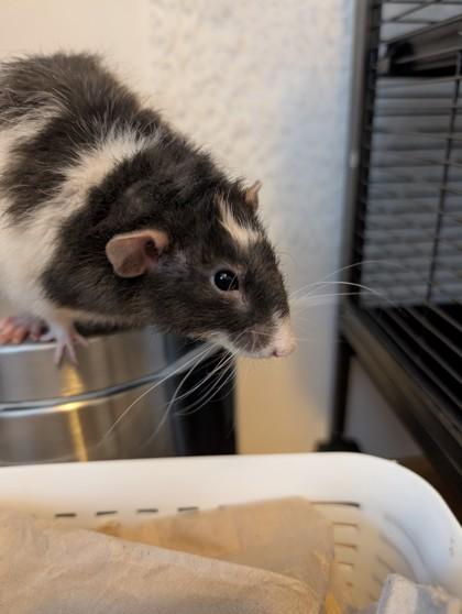 Steve, Adoptable, Young Male Rat & Rat.