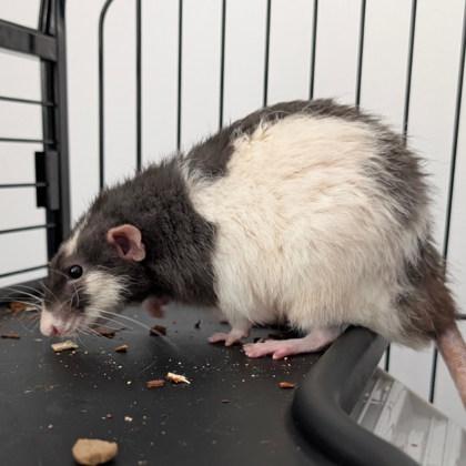 Steve, Adoptable, Young Male Rat & Rat.