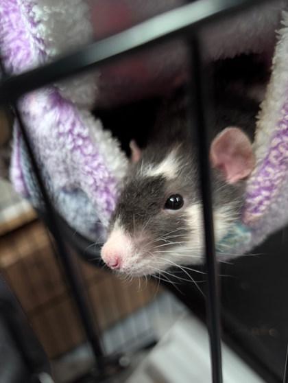 Enlarge Steve, a Adoptable mixed breed in Montreal, QC image 3/3