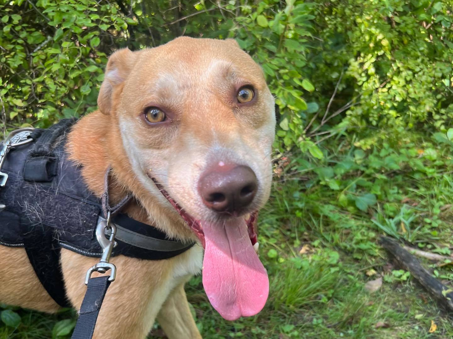 Enlarge Herbie, a Adoptable mixed breed in Sagaponack, NY image 1/11