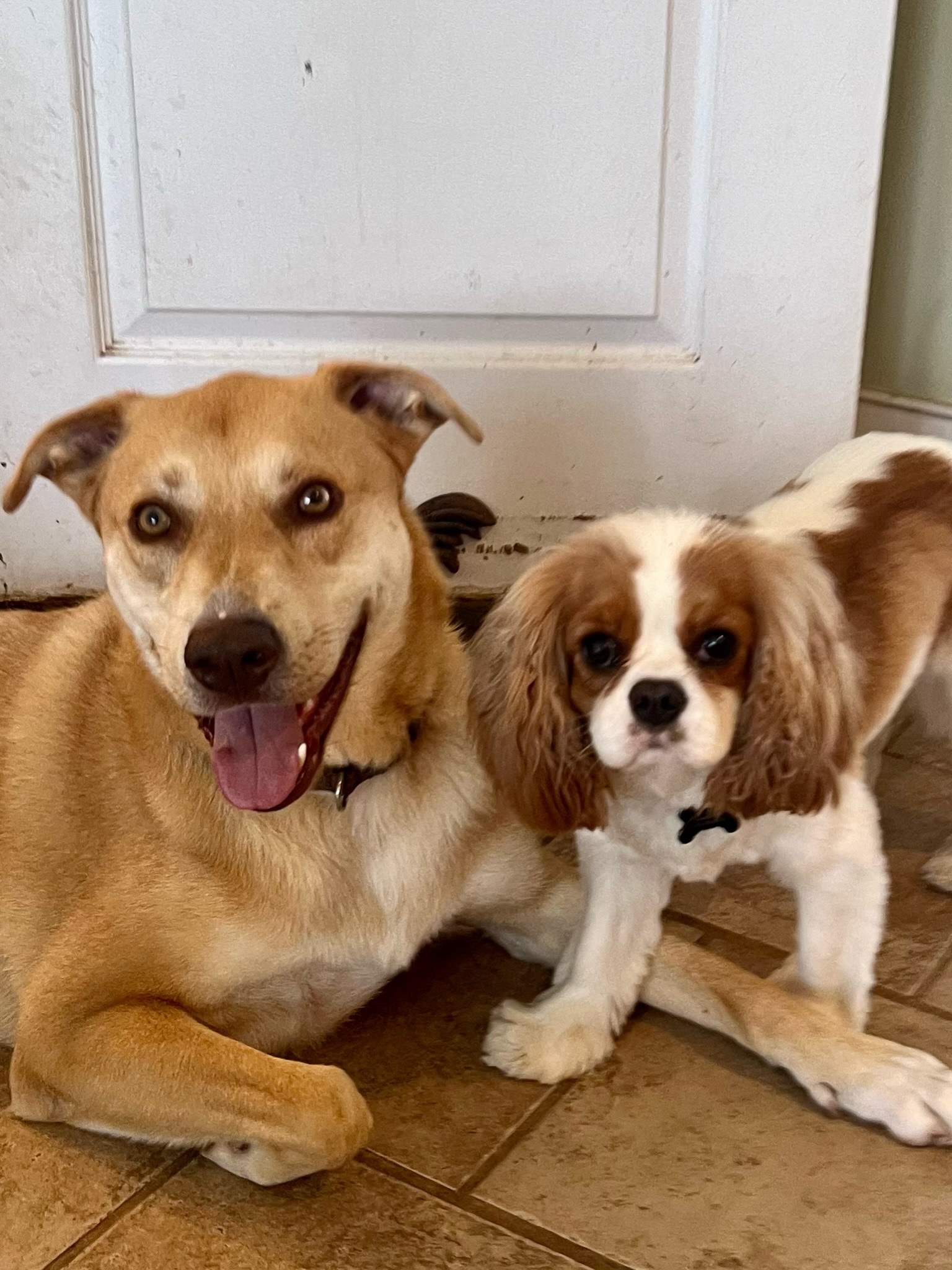 Enlarge Herbie, a Adoptable mixed breed in Sagaponack, NY image 2/11