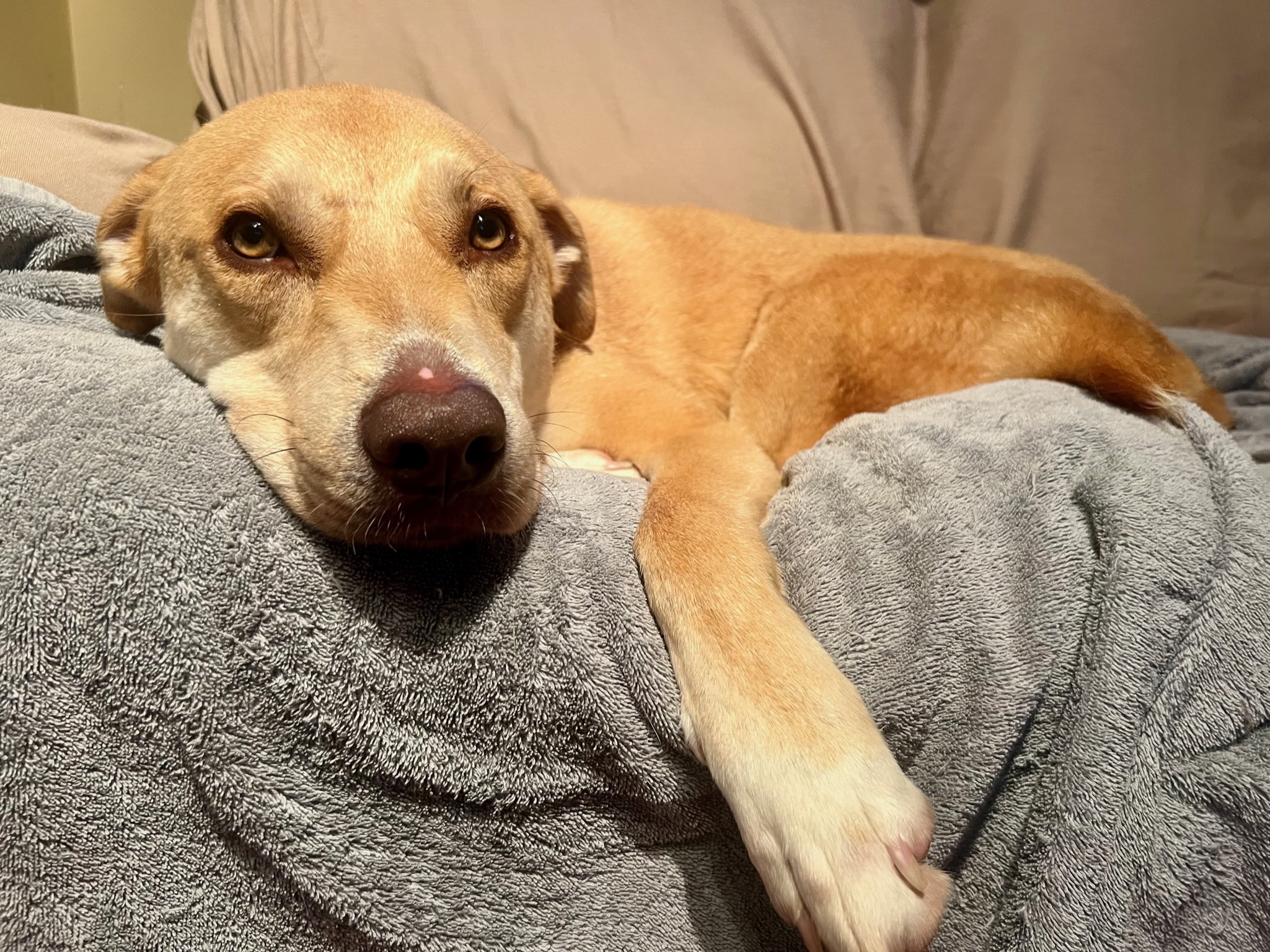 Enlarge Herbie, a Adoptable mixed breed in Sagaponack, NY image 3/11