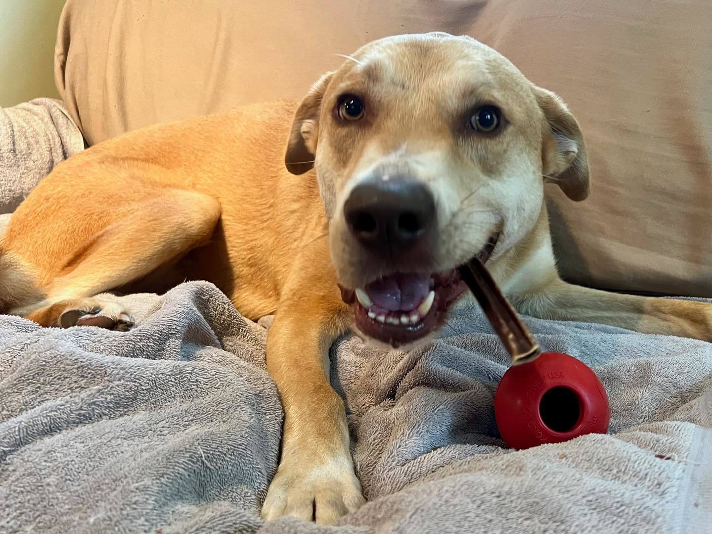 Enlarge Herbie, a Adoptable mixed breed in Sagaponack, NY image 4/11