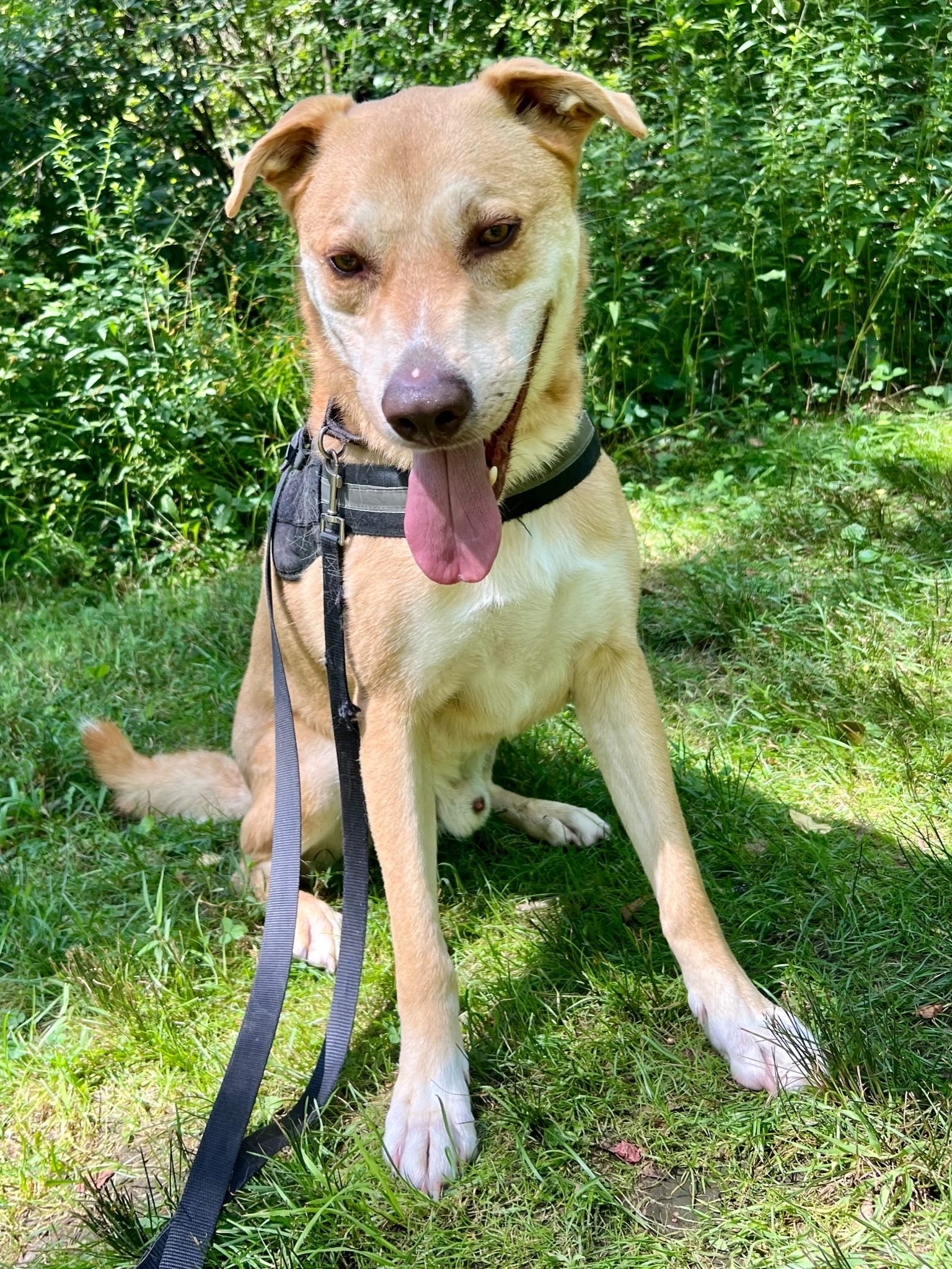 Enlarge Herbie, a Adoptable mixed breed in Sagaponack, NY image 5/11