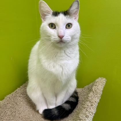Coconut, Adoptable, Adult Female Domestic Short Hair & Domestic Short Hair.