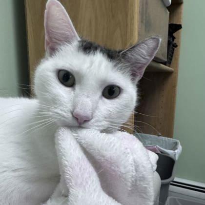 Coconut, a Adoptable Domestic Short Hair in East Montpelier, VT image 3/3