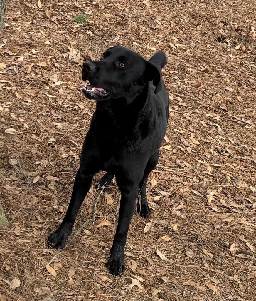 Charlie, Adoptable, Adult Male Labrador Retriever.