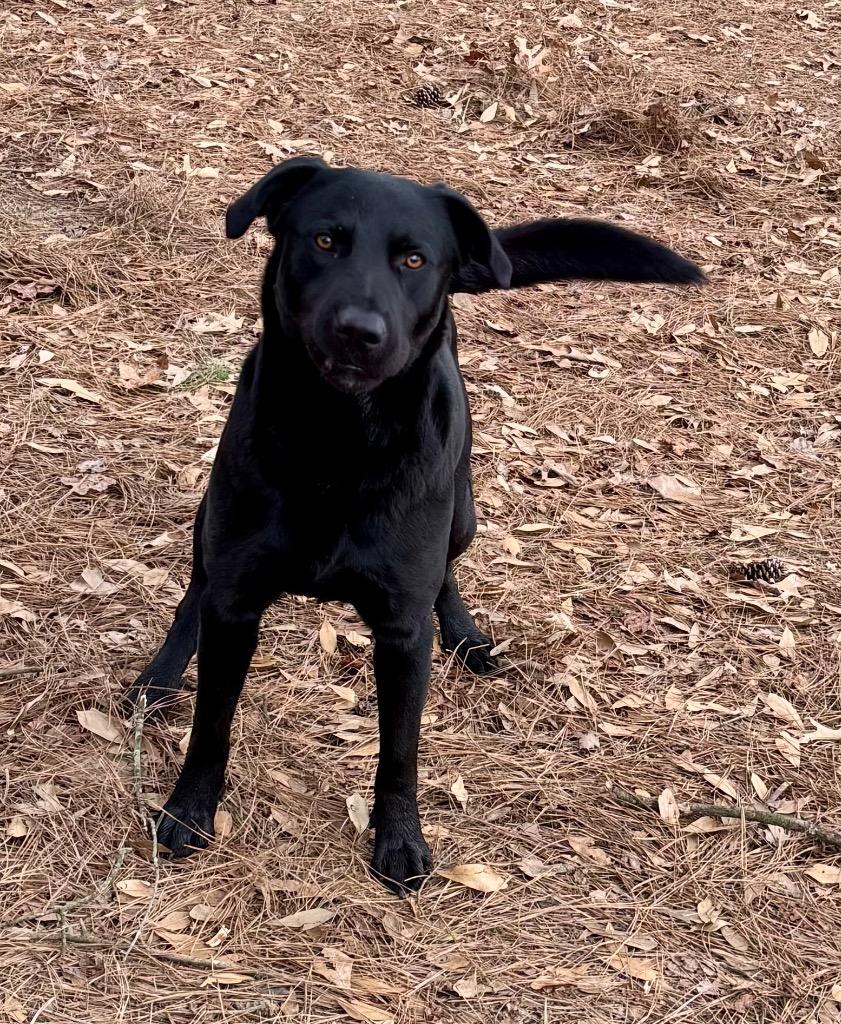 Enlarge Charlie, a Adoptable Labrador Retriever in Little Rock, AR image 3/3
