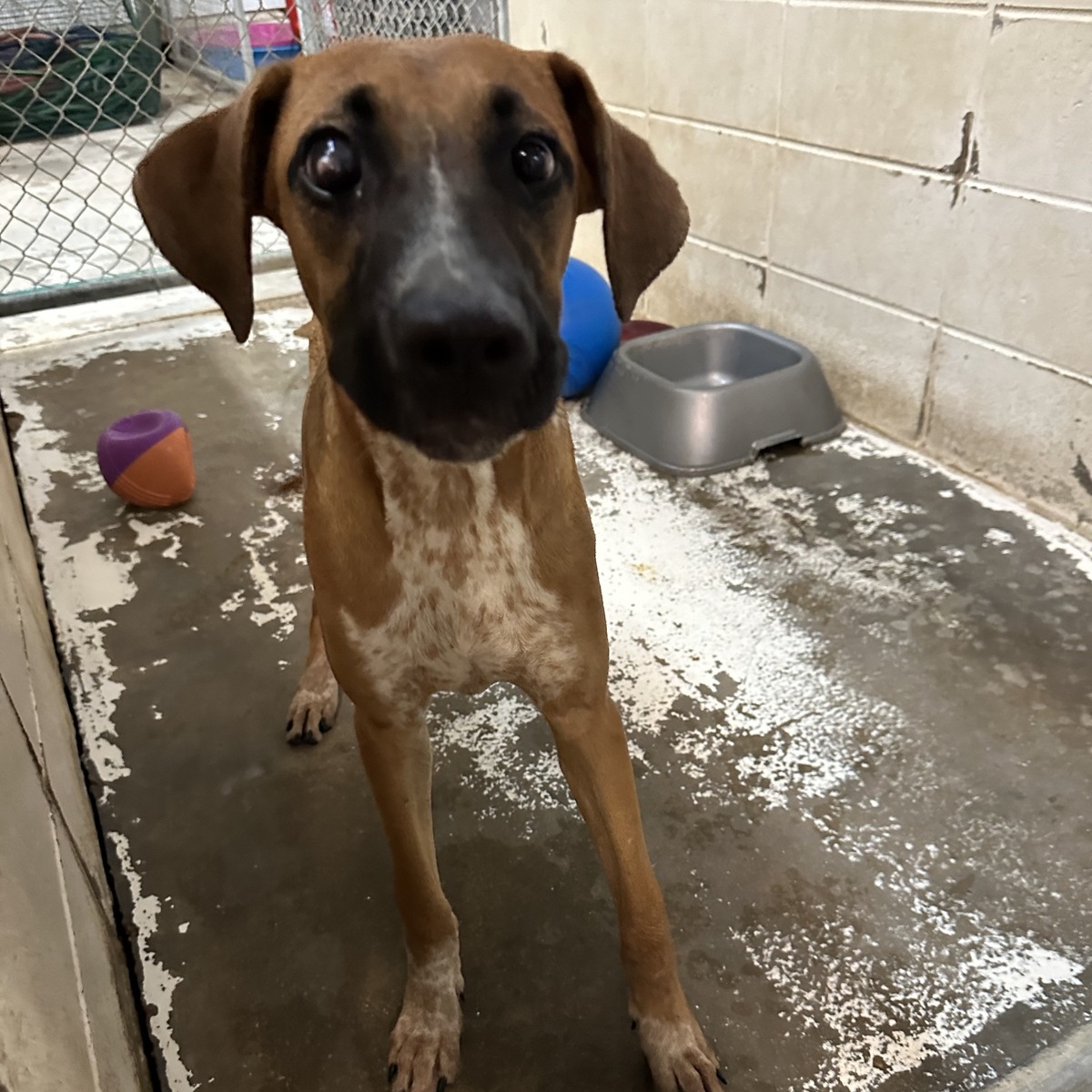 Rick, Adult Male Mixed Breed