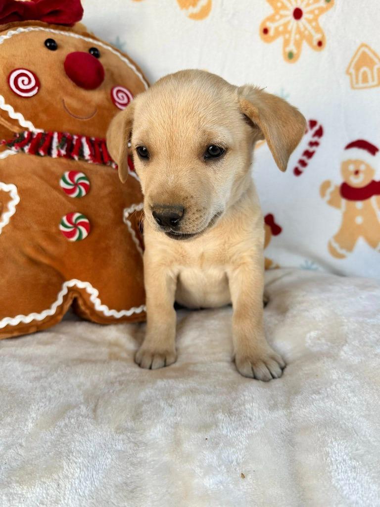 March Gentry thumbnail 3