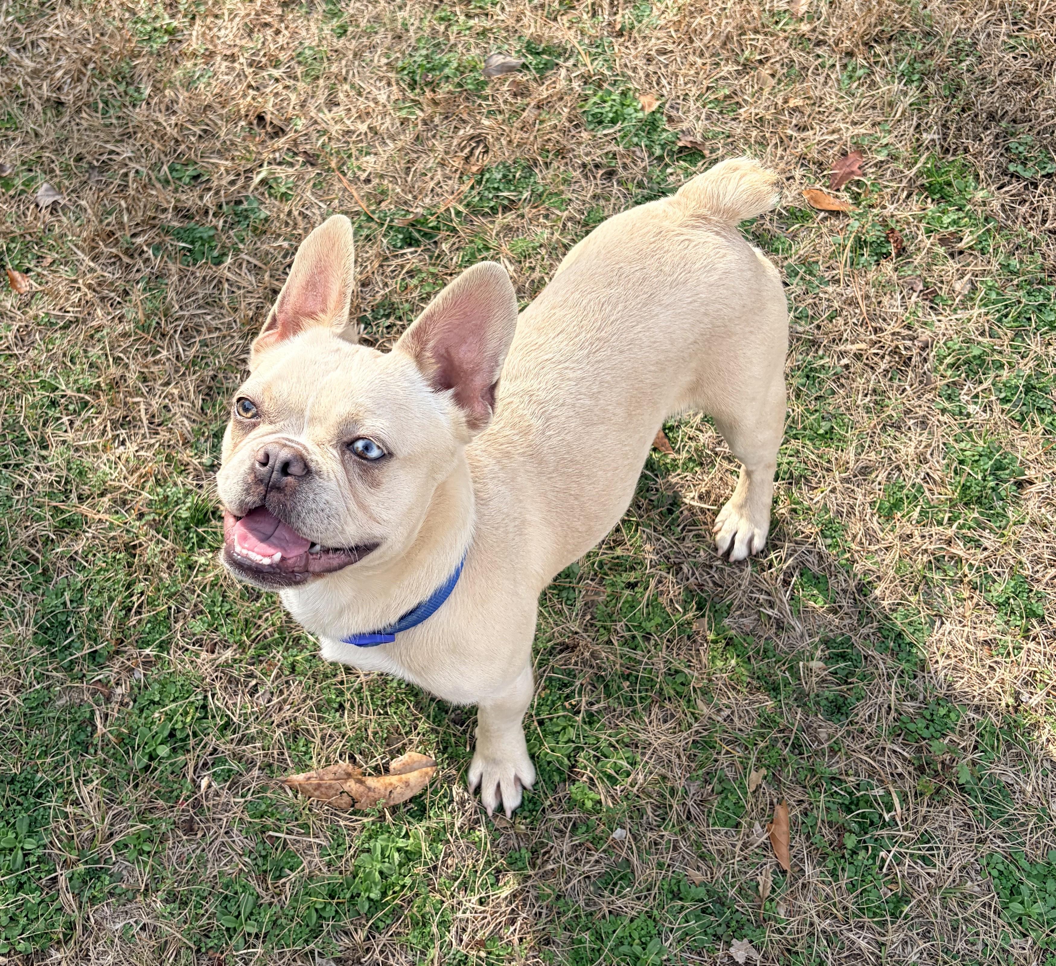 Nacho, adopted, Young Male French Bulldog.