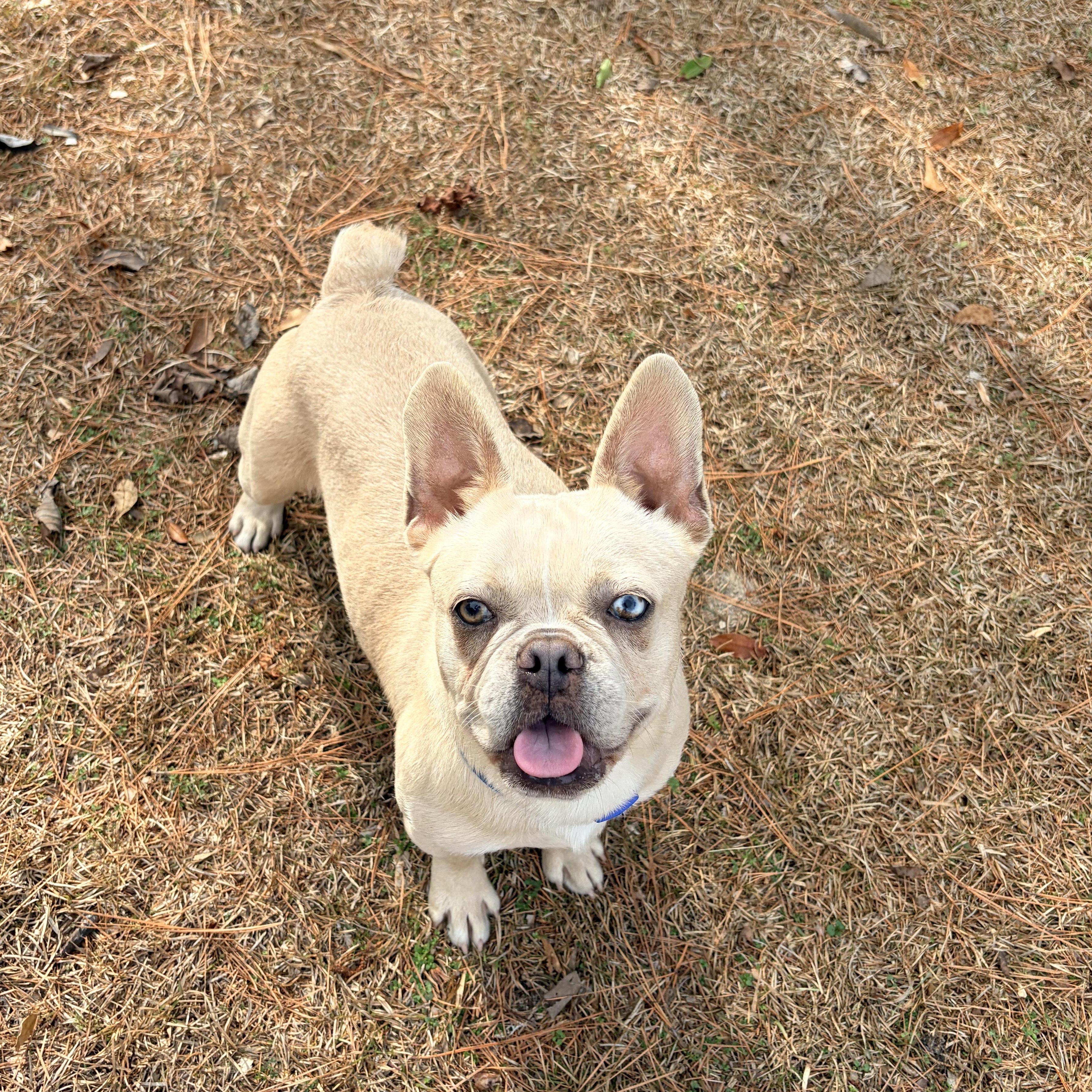 Nacho, an adopted French Bulldog in Carthage, NC image 4/5