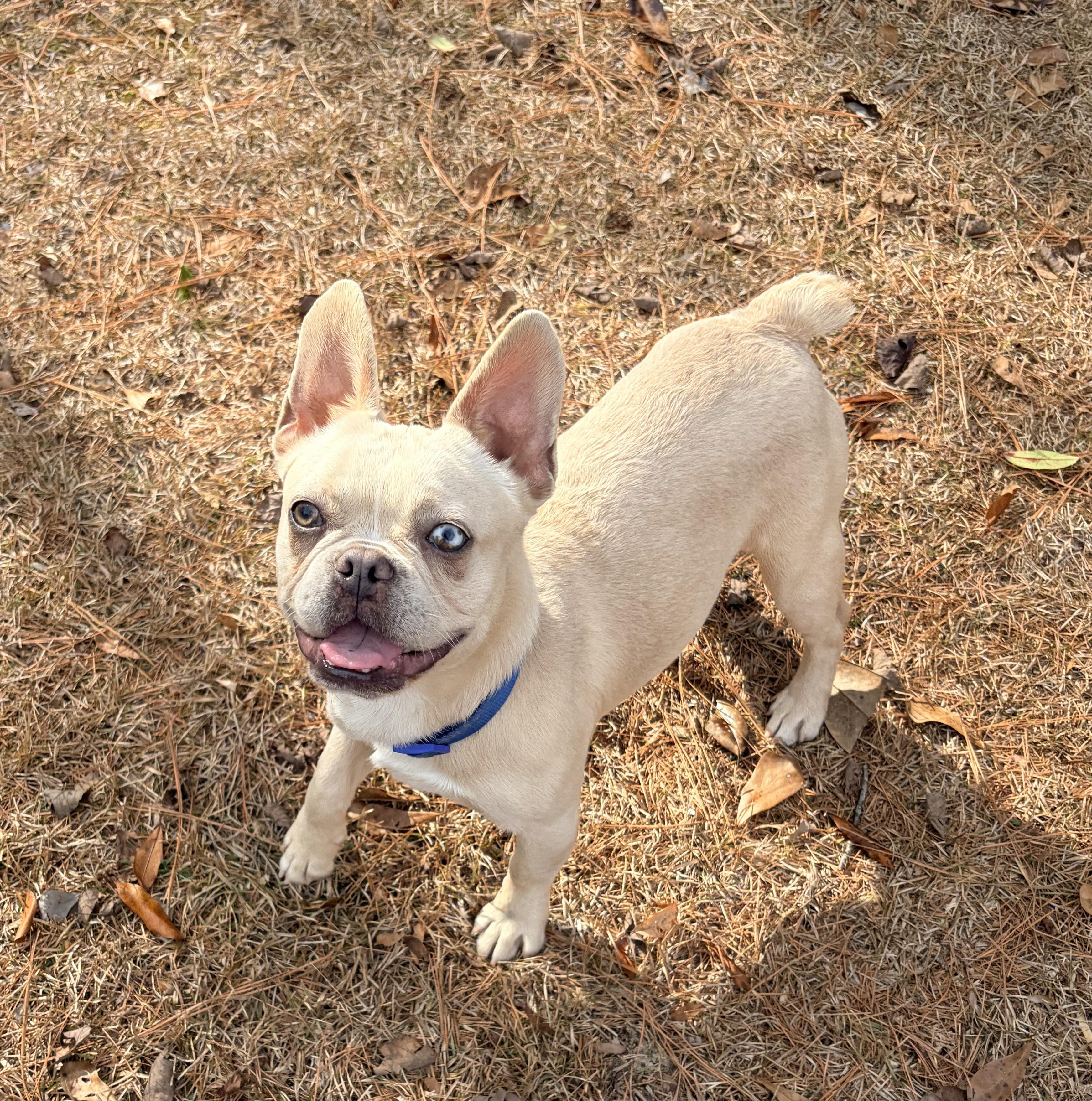 Nacho, an adopted French Bulldog in Carthage, NC image 5/5