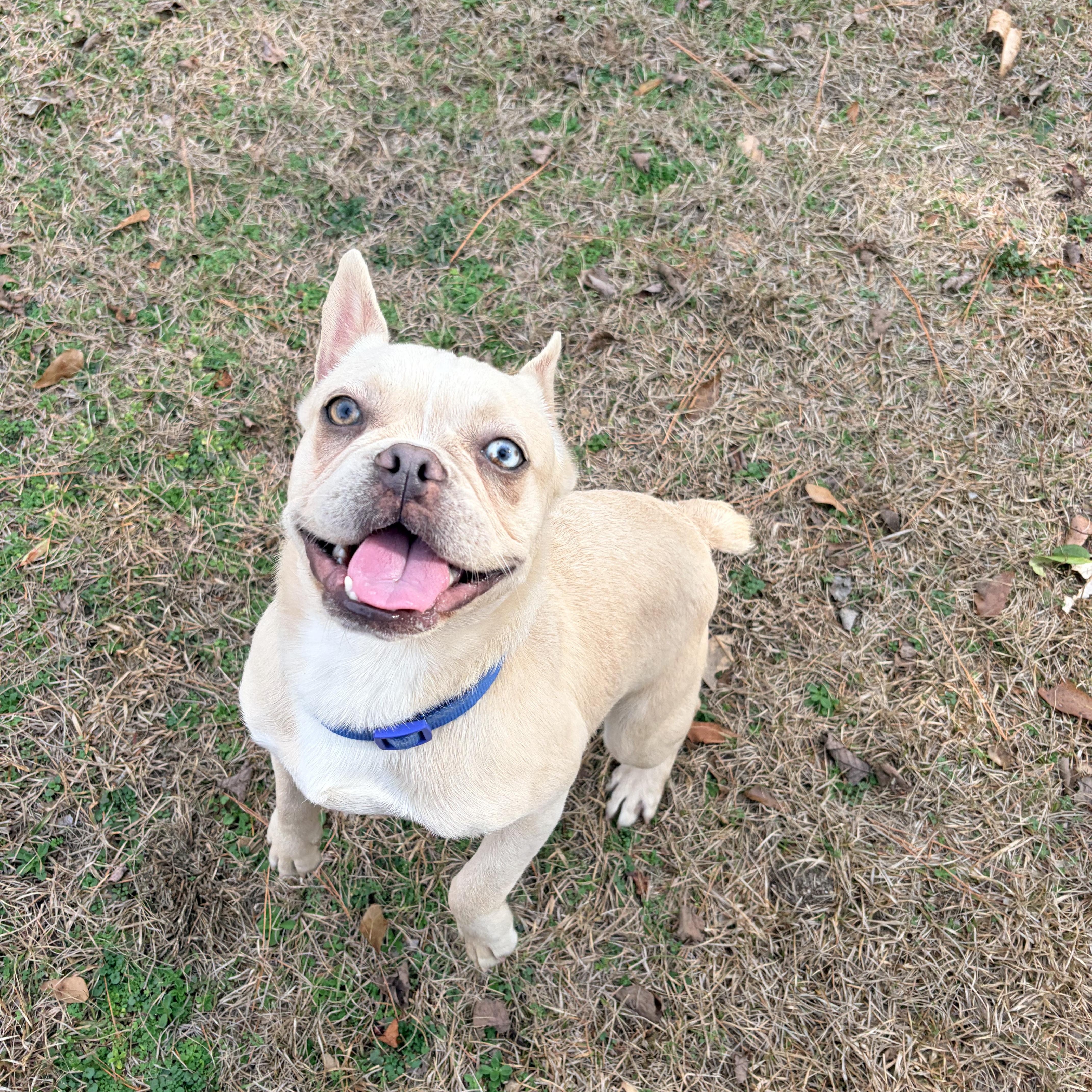 Nacho, an adopted French Bulldog in Carthage, NC image 3/5