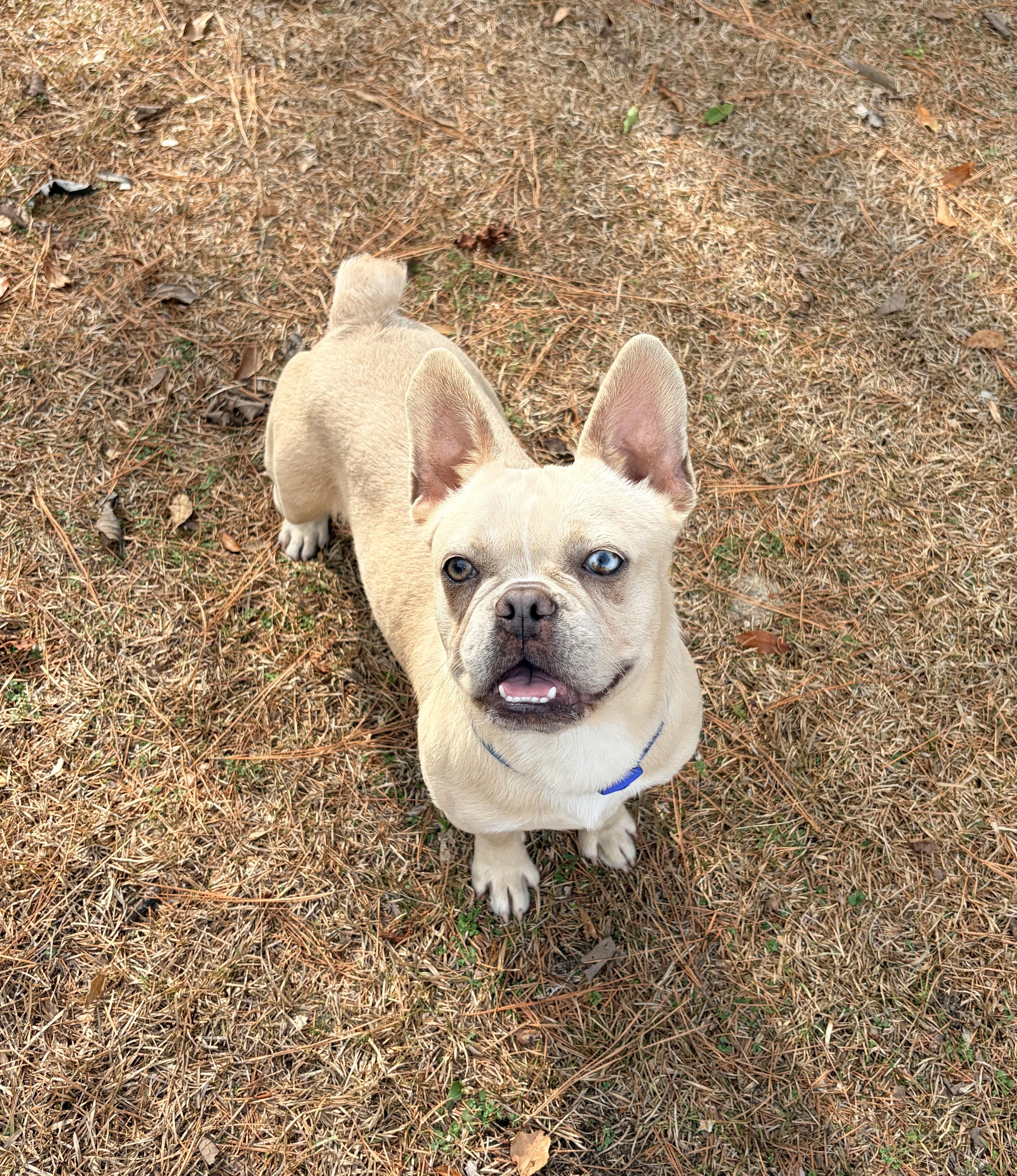 Nacho, an adopted French Bulldog in Carthage, NC image 2/5