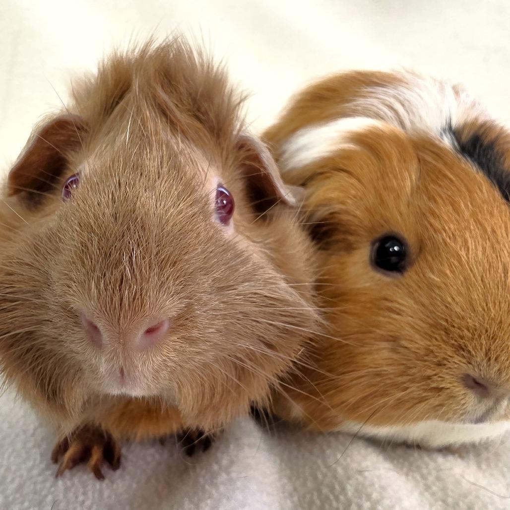 Nova, Adoptable, Adult Female Guinea Pig.