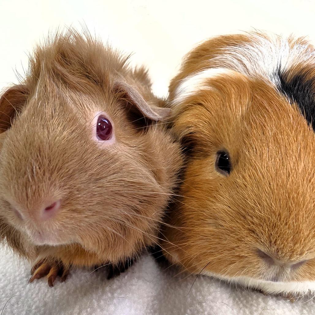 Enlarge Nova, a Adoptable Guinea Pig in Michigan City, IN image 2/6