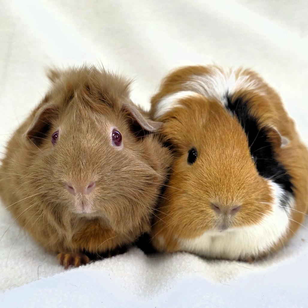 Enlarge Nova, a Adoptable Guinea Pig in Michigan City, IN image 3/6