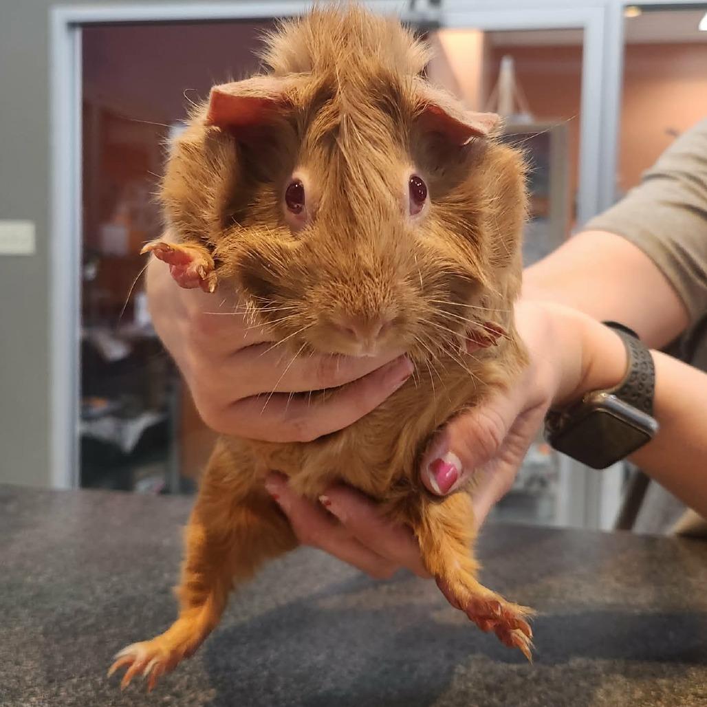 Enlarge Nova, a Adoptable Guinea Pig in Michigan City, IN image 4/6