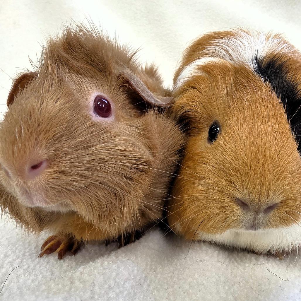 Enlarge Nova, a Adoptable Guinea Pig in Michigan City, IN image 5/6