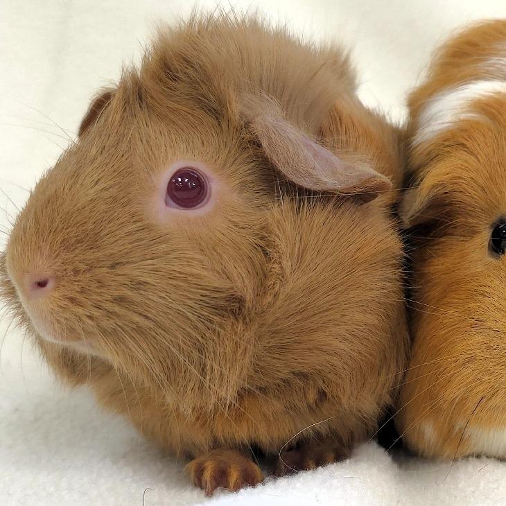 Enlarge Nova, a Adoptable Guinea Pig in Michigan City, IN image 6/6
