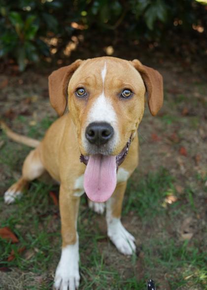Emarosa 62295, Adoptable, Young Female Mixed Breed & Mixed Breed.