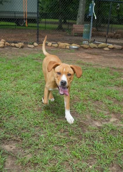 Emarosa 62295, a Adoptable mixed breed in Aiken, SC image 2/3