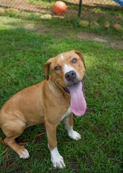 Emarosa 62295, a Adoptable mixed breed in Aiken, SC image 3/3