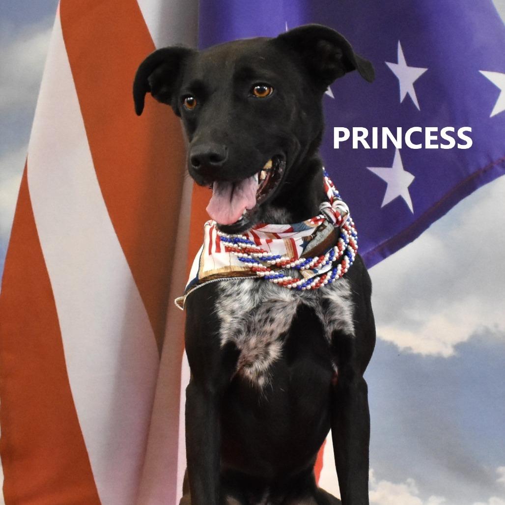 Princess, Adoptable, Adult Female Mixed Breed.
