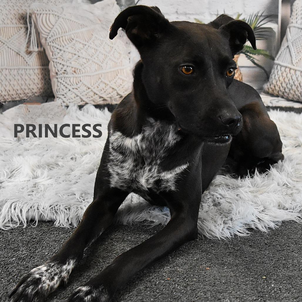 Enlarge Princess, a Adoptable Mixed Breed in Yuma, AZ image 2/4