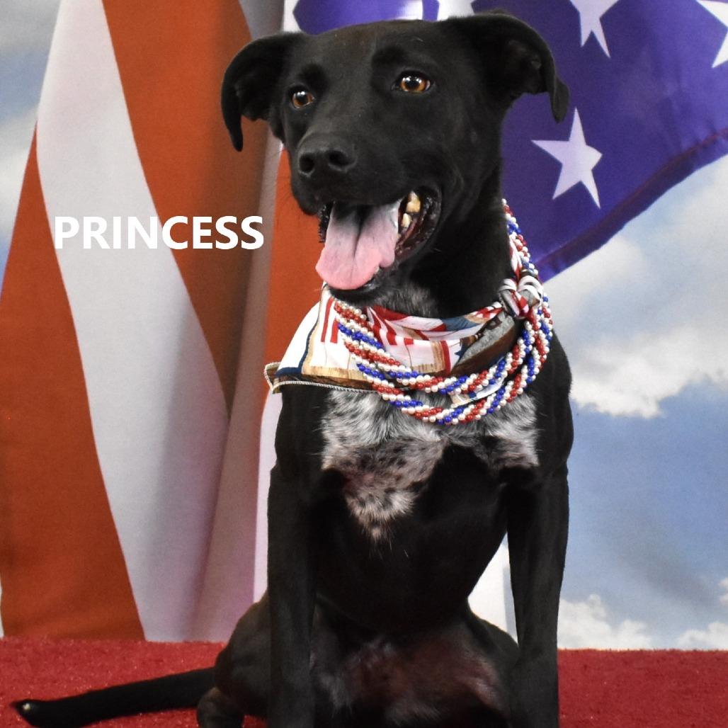 Enlarge Princess, a Adoptable Mixed Breed in Yuma, AZ image 3/4
