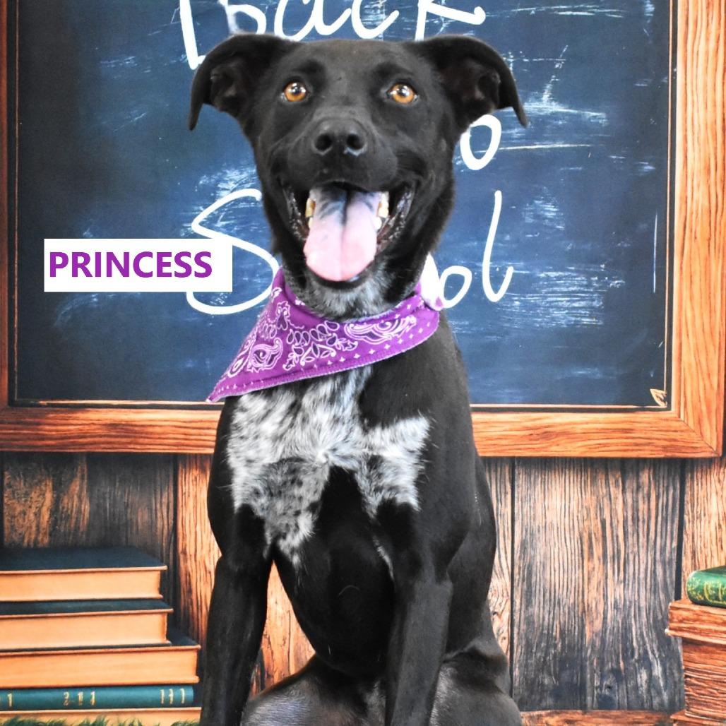 Enlarge Princess, a Adoptable Mixed Breed in Yuma, AZ image 4/5