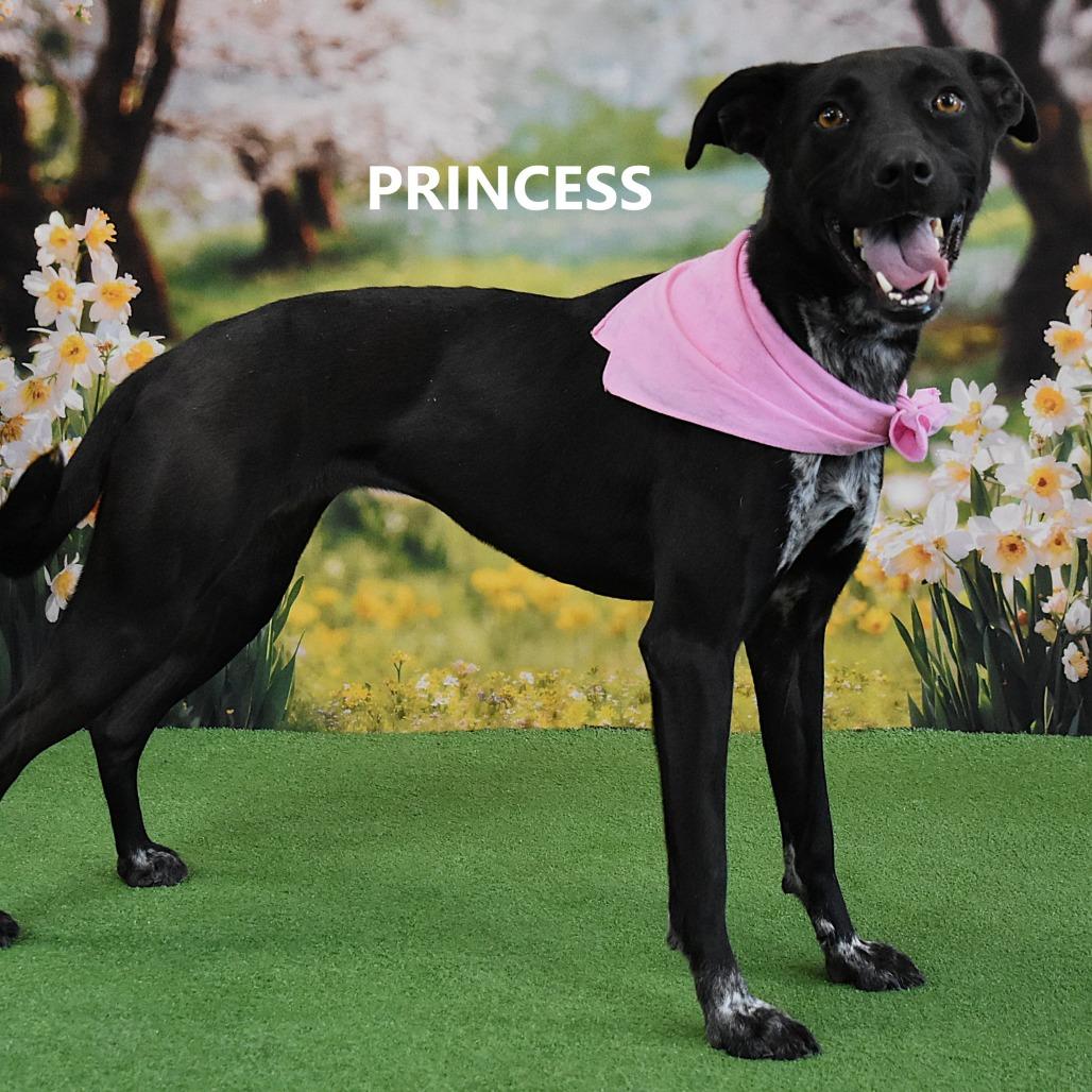 Enlarge Princess, a Adoptable Mixed Breed in Yuma, AZ image 4/4