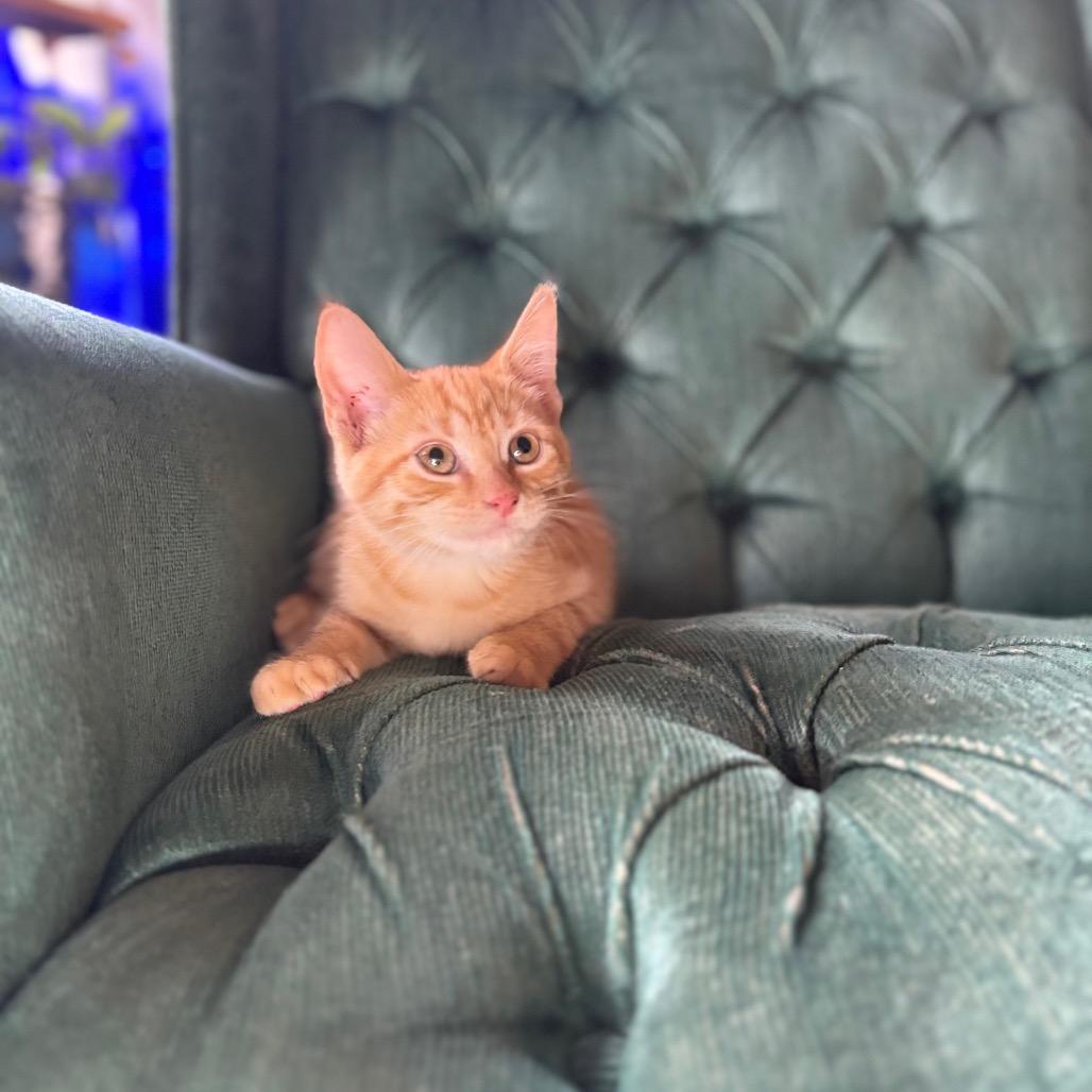 Enlarge Kevin, a Adoptable Domestic Short Hair in Louisville, KY image 3/6