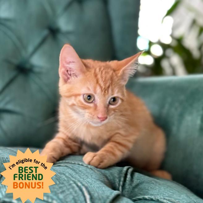 Enlarge Kevin, a Adoptable Domestic Short Hair in Louisville, KY image 1/6