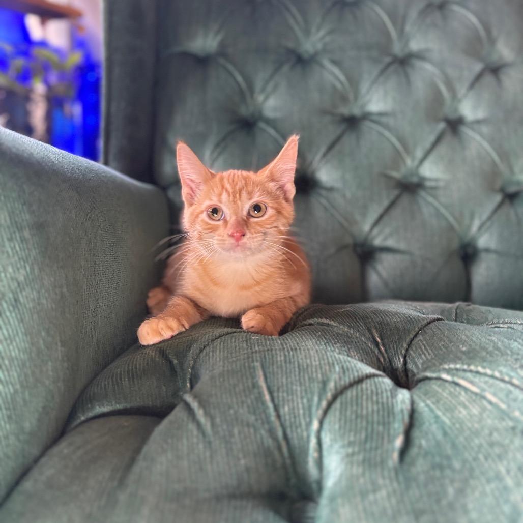 Kevin, Adoptable, Kitten Male Domestic Short Hair.