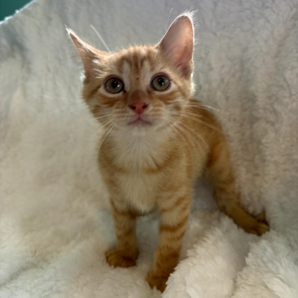 Enlarge Kevin, a Adoptable Domestic Short Hair in Louisville, KY image 4/6