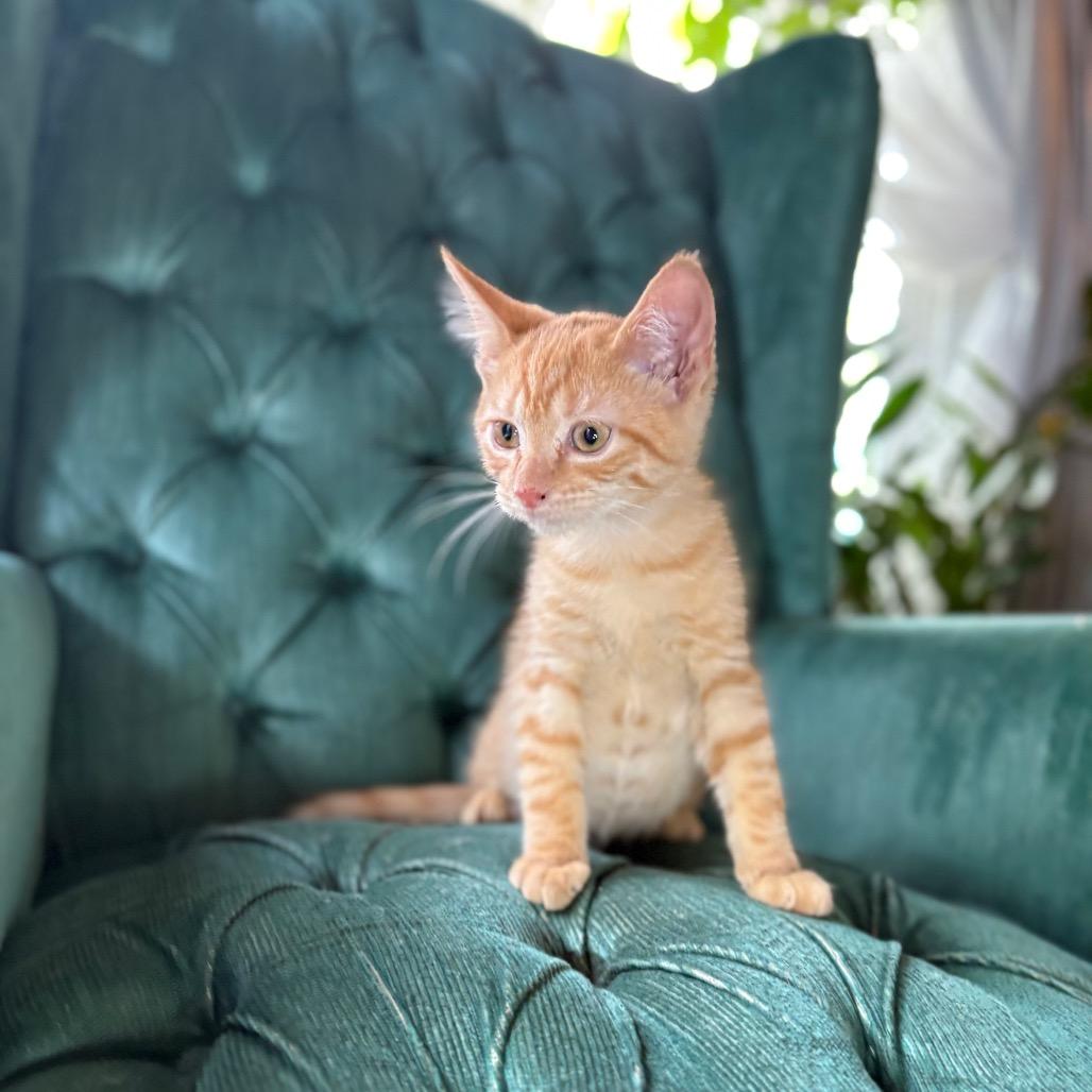 Enlarge Kevin, a Adoptable Domestic Short Hair in Louisville, KY image 5/6