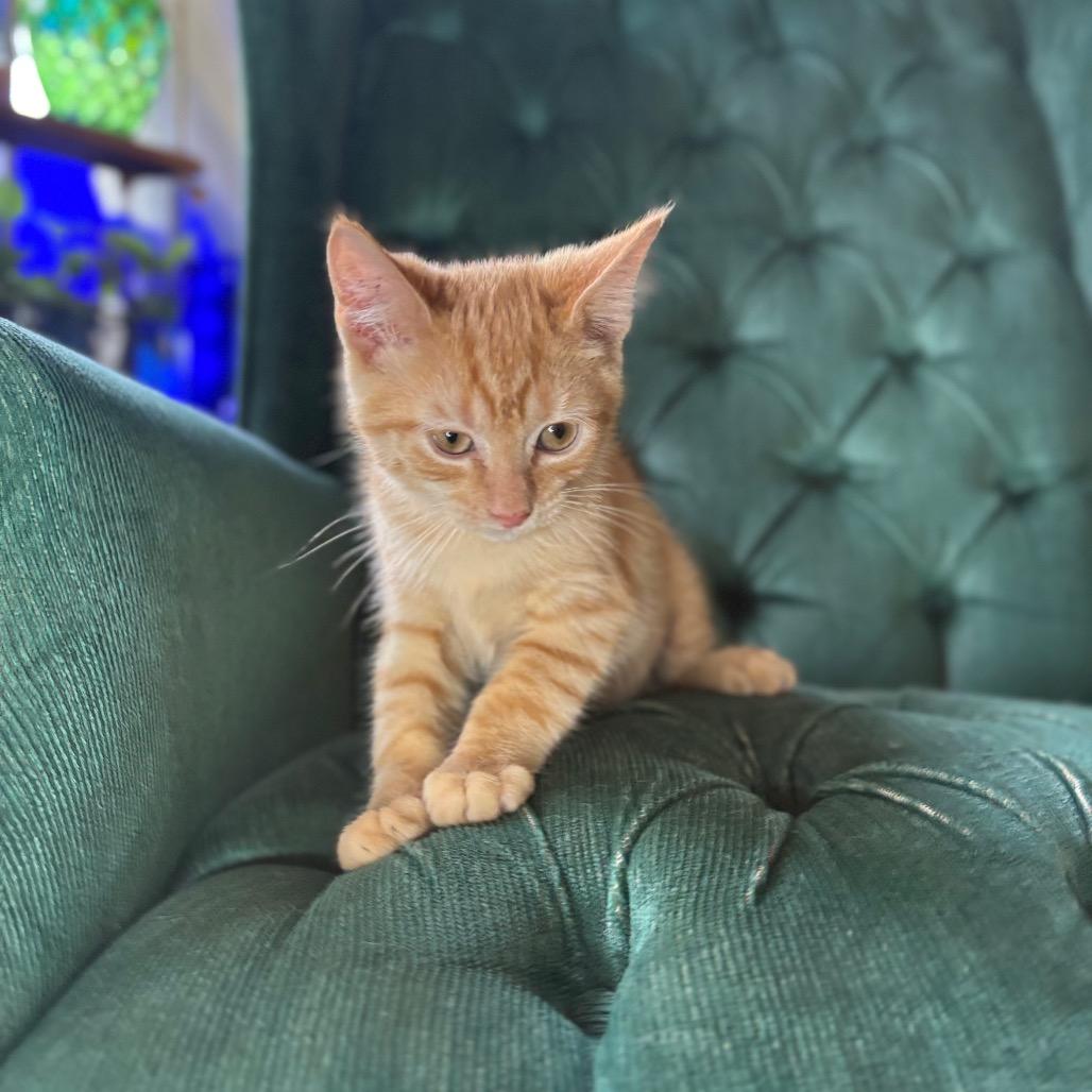 Enlarge Kevin, a Adoptable Domestic Short Hair in Louisville, KY image 6/6