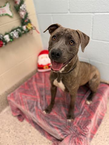 BREN BREN, Adoptable, Young Female Pit Bull Terrier.