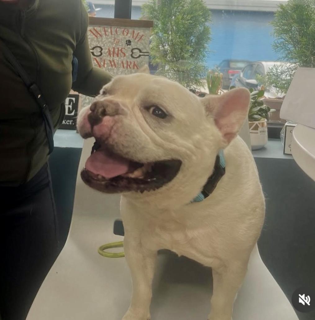 Enlarge Papi, a Adopted French Bulldog in Palisades Park, NJ image 4/4